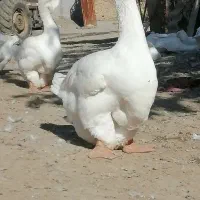 جوجه غاز خالماگوری اصیل وباکیفیت