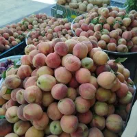 هلو هسته جدا شیرین ابدار کوچه خانلق