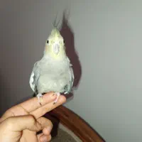 عروس هلندی