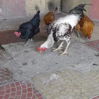 فروش خروس