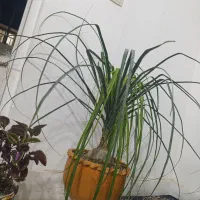 فروش فرم جیم سبز