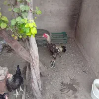 جوجه لاری