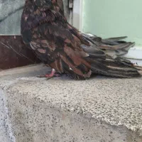 کفتر سرور حرفه ای