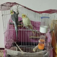 دوعددعروس هلندی نروماده به شرط سالمی