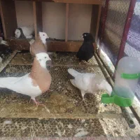 تعدادی پرنده درجه یک