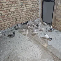 ۱۴ عدد پرنده تهرانی