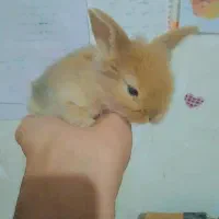 بچه خرگوشای مینی لوپ خرسی