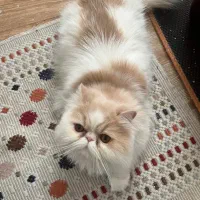 واگذاری ماده بایکالر سوپرفلت سالم