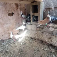 کبوتر