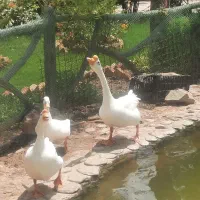 غوقاز
