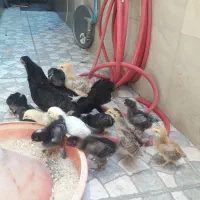 جوجه محلی ۲۵ روزه با مرغ