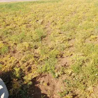 نخود برای کندن دارم