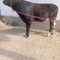 گاو نر گیل دورگ .