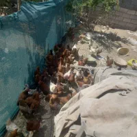 مرغ و خروس