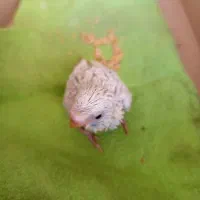 جوجه مرغ عشق