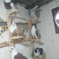 کفتر رنگه همه نر