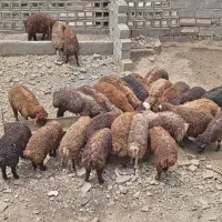 بره بره نر پرواری داشتی