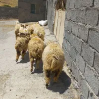 ۱۰ کاور ماده داشتی و پرواری بزرگ بزه هیکلی