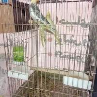 عروس هلندی جفت