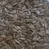 تخمه خارجی و ایرانی درجه ۱ ، قیمت تولیدی ، ۱۳ طعم