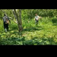 شخم زنی و علف زنی