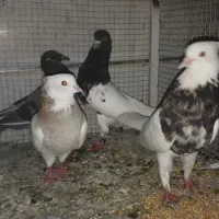 طوقی ،کله سیاه،جوجه ابلغ پلاکی