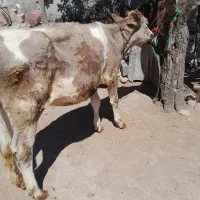گوساله شاروله