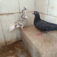 کبوتر پرشی