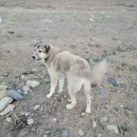گمشده