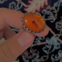 کهربا درختی