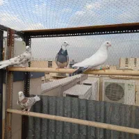 کفتر پرشی تهرانی خوش خال سالم