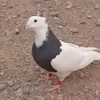 بازیکن|پرنده|بم, |دیوار