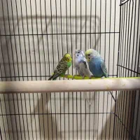 مرغ عشق اسپانگل رنگین کمانی