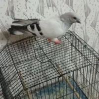 کبوتر رنگی شامی نر کاکل