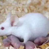 تامین موش ازمایشگاهی (فیدر)