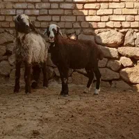 بره ماده شیشک میش