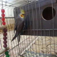 جفت عروس پاریس نر وماده مولد