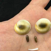 با تست