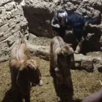 بزغاله شیری