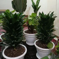 گلهای اپارتمانی زیبا وشاداب