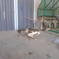 1 جفت جوجه غاز