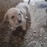 سگ پژدر