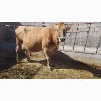 گاو مور تک‌ شیر درجه یک آبستن