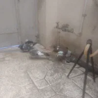 کبوتر|پرنده|زنجان, |دیوار