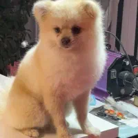 سگ پامر انین یک ساله گم شده