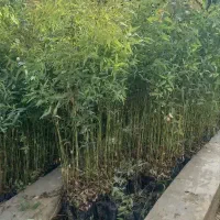 نهال اکالیپتوس