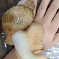 حلزون آچاتینا