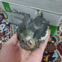 جوجه عروس