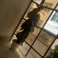 یک عدد گل فیکوس پر برگ