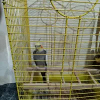 عروس هلندی نر